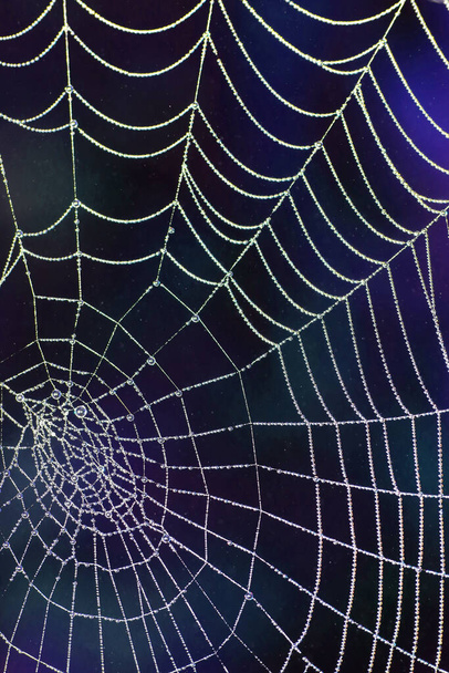 Zbliżenie pająków pajęczyny na poranku mglistej rosy - Zdjęcie, obraz