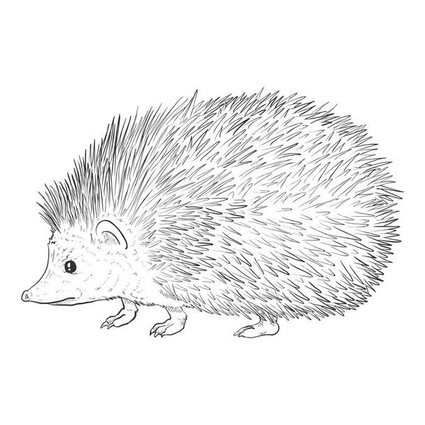 Hedgehog σκίτσο χέρι σχεδιάζεται διανυσματική απεικόνιση σε λευκό φόντο - Διάνυσμα, εικόνα