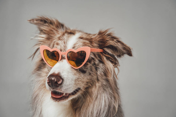 Portrait of stylish scotland shepherd with pink sunglasses - Photo, Image