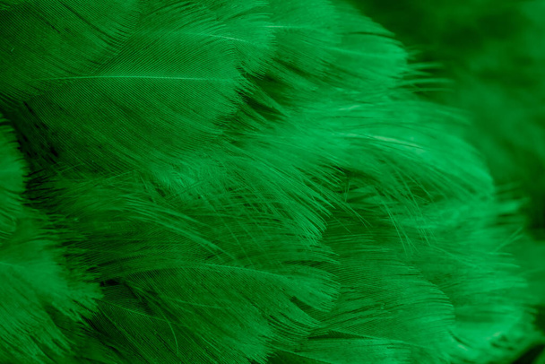 緑色の羽のマクロ写真です。背景やテクスチュラ - 写真・画像