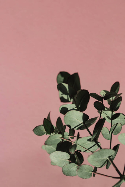 Eucalyptus branch on pink background. Nature concept - Foto, imagen