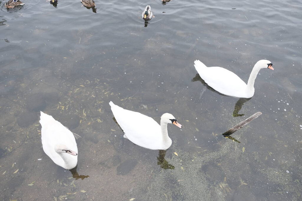 Swans, Sebezhskoe Lake, Pskov region, Russia - Photo, Image