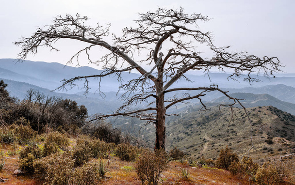 Leafless dead pine tree with wide spread dry branches stands alone as a silhouette over mountains landscape - Photo, Image