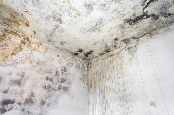 Плесень грибок на потолке и стенах помещений создает проблемы со здоровьем для домовладельцев. Формы могут процветать на любой органической материи, включая потолки, стены и полы домов с проблемами управления влажностью. - Фото, изображение