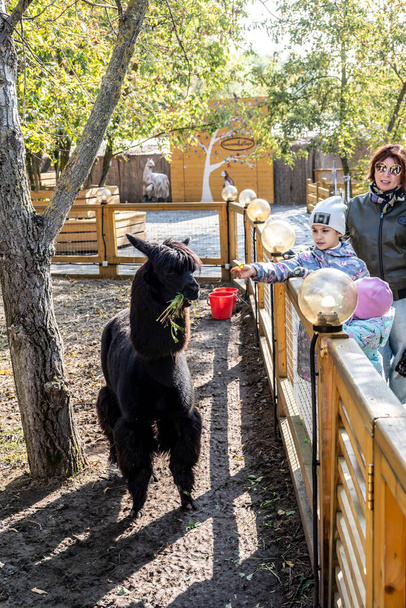 hermosa chica con su abuela alimenta alpics en el zoológico de mascotas - Foto, imagen