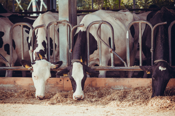 Cows in a farm - Фото, зображення