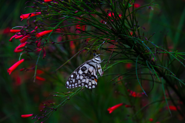 Η μακρο-εικόνα του Papilio demoleus είναι μια κοινή πεταλούδα ασβέστη και διαδεδομένη ουρά χελιού. επίσης γνωστή ως πεταλούδα λεμονιού, και καρό χελιδόνι, στηρίζεται στα φυτά λουλουδιών κατά τη διάρκεια της άνοιξης εποχή - Φωτογραφία, εικόνα