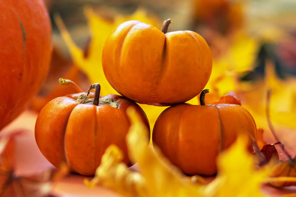 秋はまだ生きてる。落ちたメープルの葉とオレンジのカボチャ。秋の収穫 - 写真・画像