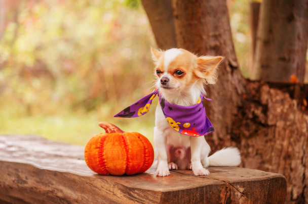 Blanc avec des taches rouges mini Chihuahua cheveux longs chien près avec une citrouille dans la nature. Concept Halloween - Photo, image