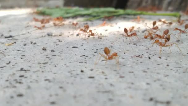 Zeitlupe der roten Ameise, die auf dem Boden geht. - Filmmaterial, Video