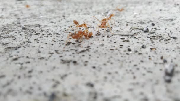 Rote Ameisen laufen entlang einer Betonkante vor und zurück - Filmmaterial, Video