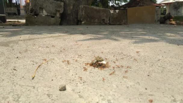 Красные муравьи бегут назад и четвертый вдоль бетонного бордюра - Кадры, видео