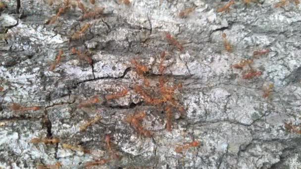 Родина червоних мурах за шкіркою дерева
. - Кадри, відео