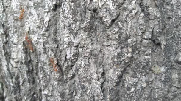Famille des fourmis rouges derrière la pelure d'un arbre. - Séquence, vidéo