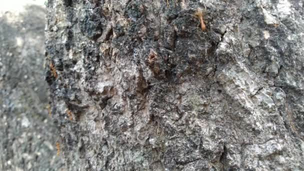 Rote Ameisenfamilie hinter der Schale eines Baumes. - Filmmaterial, Video