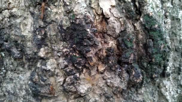 Οικογένεια κόκκινων μυρμηγκιών πίσω από τη φλούδα ενός δέντρου. - Πλάνα, βίντεο