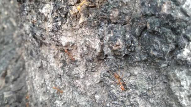 Rodzina czerwonych mrówek za skórką drzewa. - Materiał filmowy, wideo