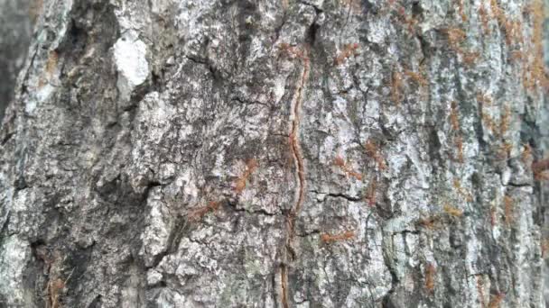 Семья красных муравьёв за кожурой дерева. - Кадры, видео
