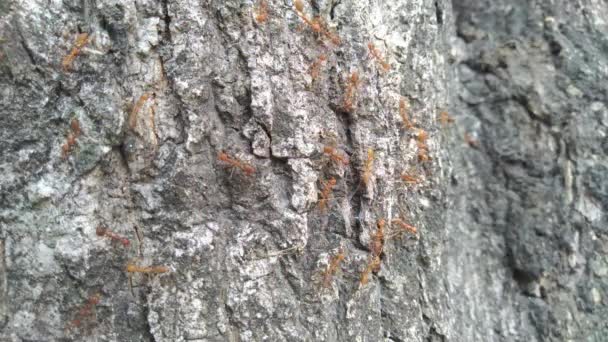 Vörös hangyák család egy fa héja mögött. - Felvétel, videó