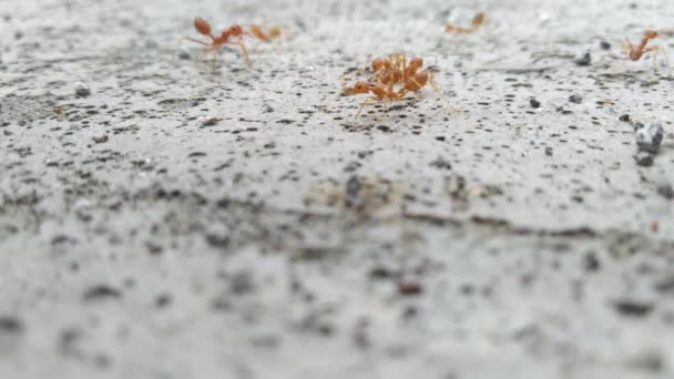 Famille des fourmis rouges derrière la pelure d'un arbre. - Séquence, vidéo