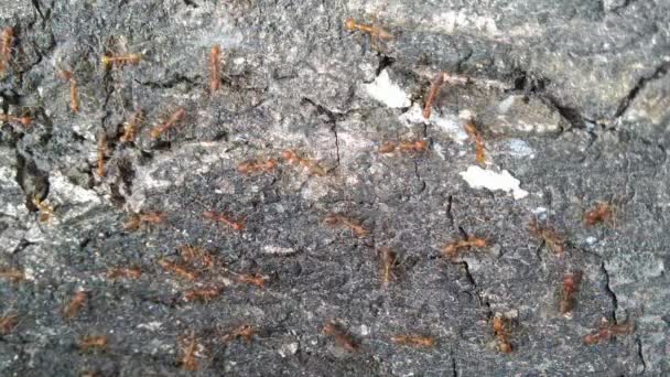 Rodzina czerwonych mrówek za skórką drzewa. - Materiał filmowy, wideo