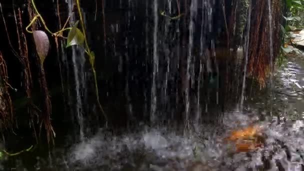 Το νερό στραγγίζει από τα φυτά στο τροπικό δάσος - Πλάνα, βίντεο