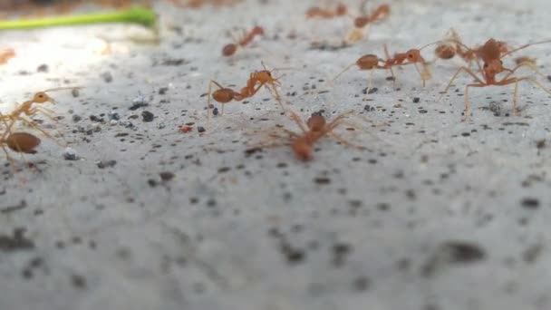 Czerwone mrówki biegnące w tył i w przód wzdłuż betonowego krawężnika - Materiał filmowy, wideo