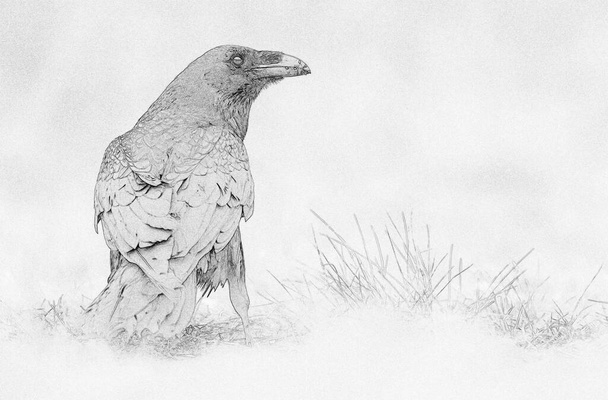 Korppi (Corvus corax) piirros kuva - Valokuva, kuva