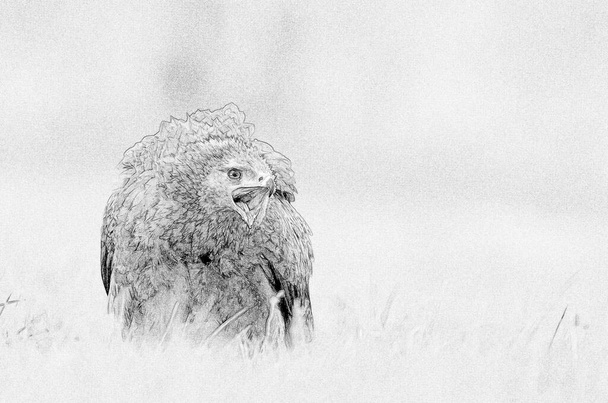 Lesser spotted eagle (Clanga pomarina) sketch - Photo, Image