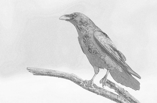 Raven (Corvus corax) sketch image - Photo, Image