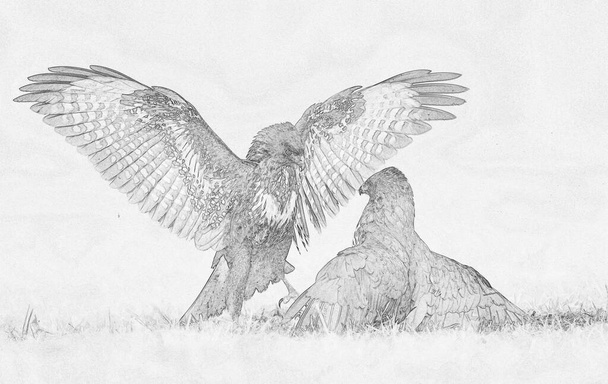Common buzzard (Buteo buteo) sketch - Photo, Image