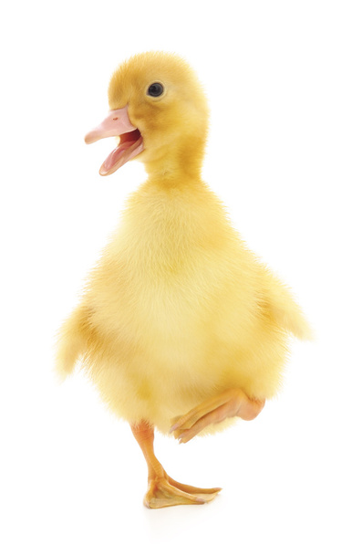 one duckling - Foto, Bild