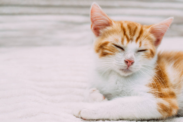 Close-up portrait of cute ginger sleeping kitten - Fotoğraf, Görsel