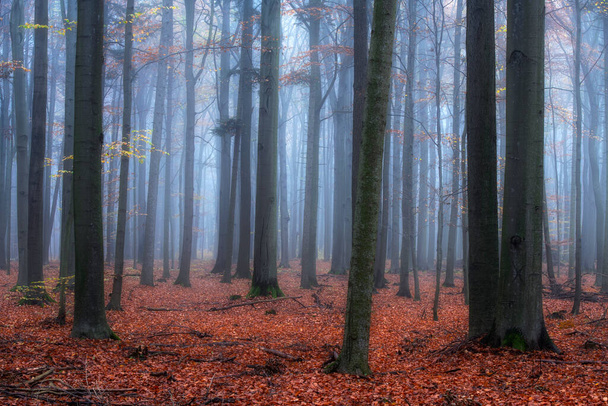 Misty morning in autumn birch forest - Photo, Image