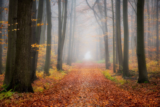 Forest road between the autumn trees in foggy morning - Photo, Image