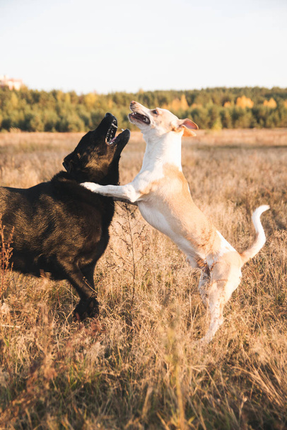two dogs playing in nature - Φωτογραφία, εικόνα