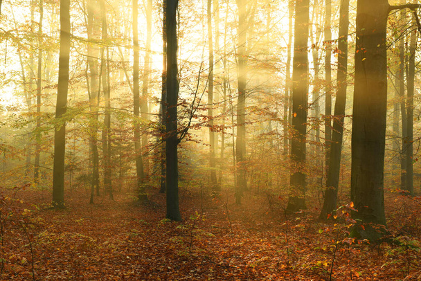 Piękny jesienny poranek w lesie - Zdjęcie, obraz