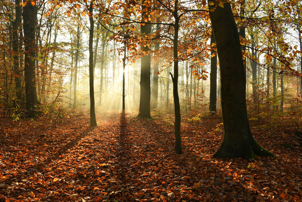 Beautiful autumn morning in the forest - Photo, Image