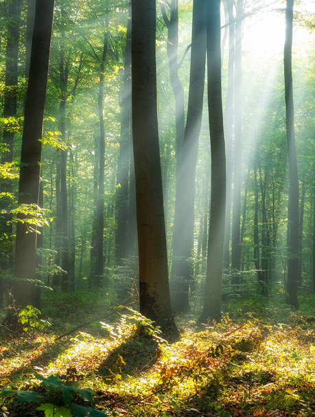 Schöner sonniger Morgen im Zauberwald - Foto, Bild
