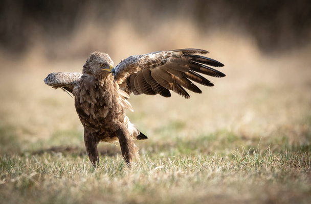 Менш плямистий орел ( Кланга Помаріна
 ) - Фото, зображення