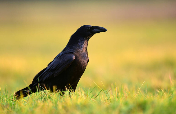 Kuzgun (Corvus corax) kapat - Fotoğraf, Görsel