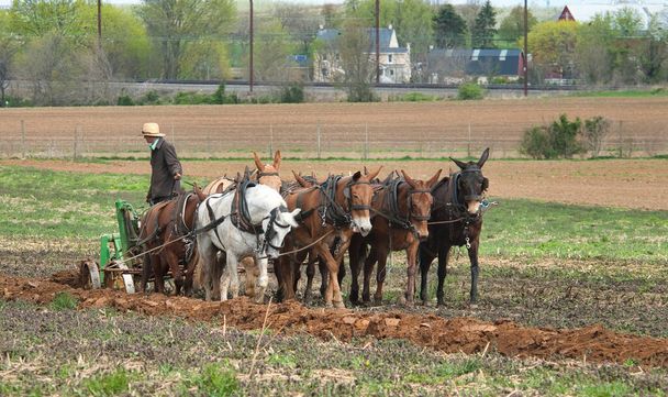 View of An Amish Man Plowing Fields with 8 Horses - Fotografie, Obrázek