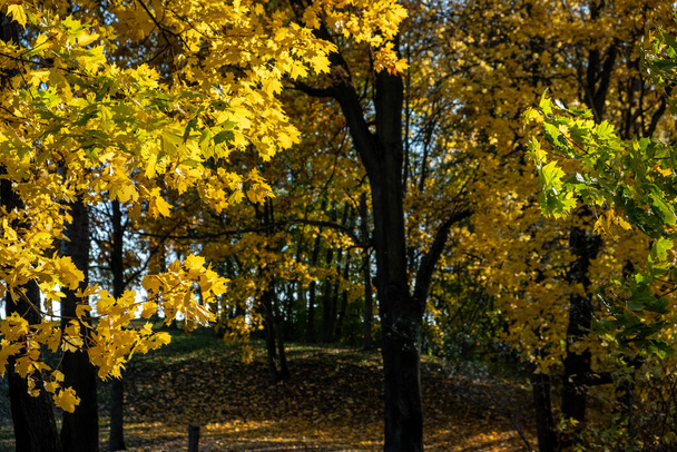 Trees in the autumn park. Yellow, red, green leaves. Autumn. Day. Sunny. Russia. - Fotografie, Obrázek