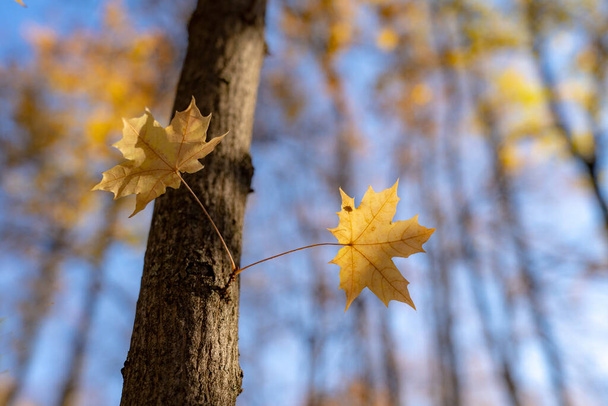 Lonely yellow autumn leaf in the forest on the tree, late autumn, autumn background. An insect sits on a leaf. - 写真・画像
