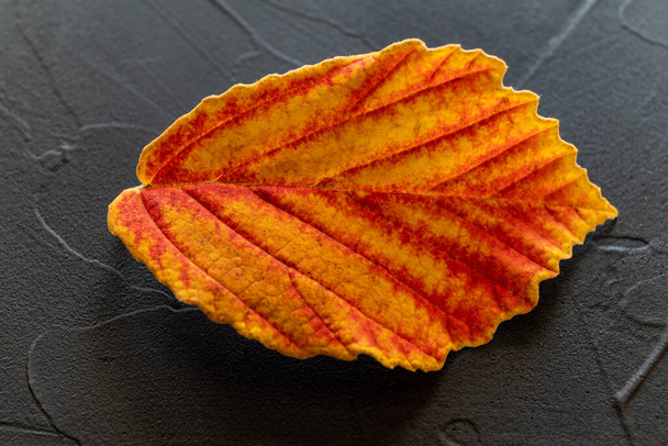 Single leaf of a hamamelis in autumn, in light and dark green, yellow, orange and red - Photo, Image