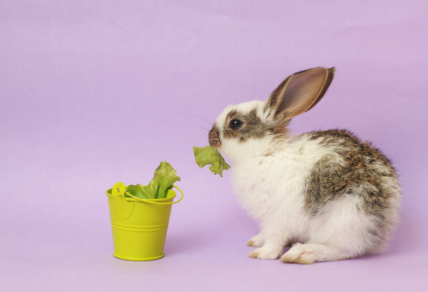 білий кролик їсть траву
 - Фото, зображення
