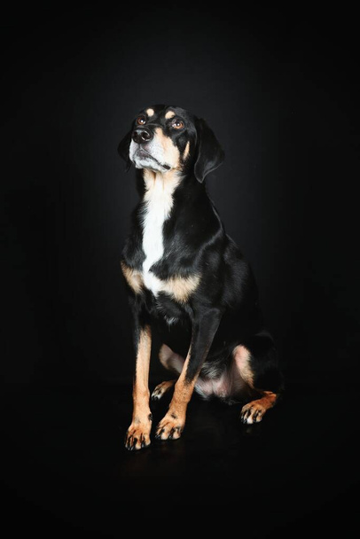 Mischlingshund sitzt isoliert auf schwarz  - Foto, Bild