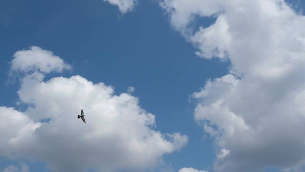 madár repül előtt felhős ég háttér - Fotó, kép