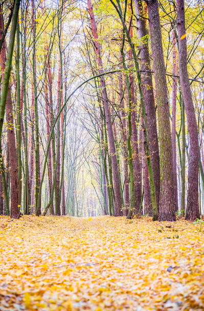 Foresta caduca d'autunno. Strada nella foresta autunnale. Foglie gialle cadenti dagli alberi. Le stagioni - Foto, immagini