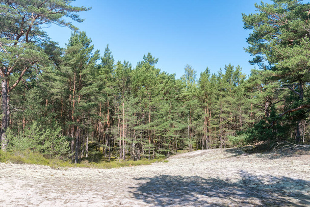 Δάσος στη χερσόνησο hel το καλοκαίρι στην Πολωνία. - Φωτογραφία, εικόνα